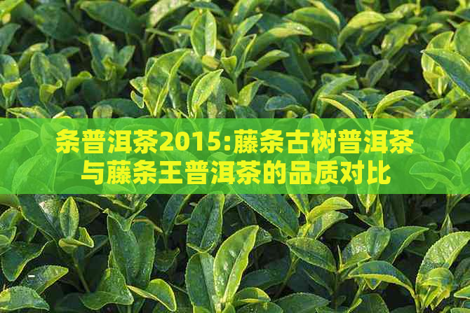 条普洱茶2015:藤条古树普洱茶与藤条王普洱茶的品质对比