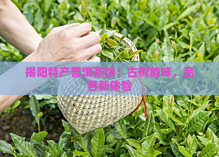 揭阳特产普洱茶饼：古树韵味，品茗新体验