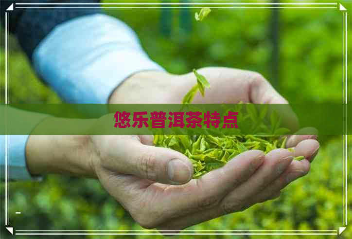 悠乐普洱茶特点