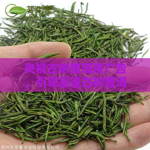 央视古树普洱茶广告，引领品鉴古树普洱茶新风