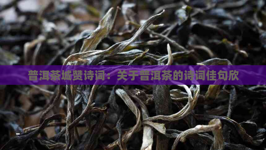 普洱茶城赞诗词：关于普洱茶的诗词佳句欣