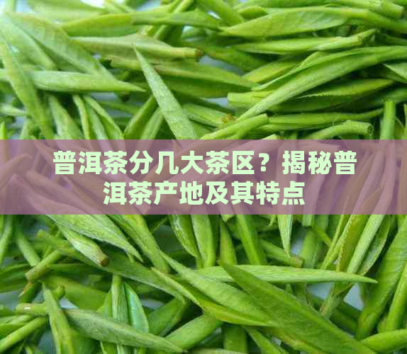 普洱茶分几大茶区？揭秘普洱茶产地及其特点