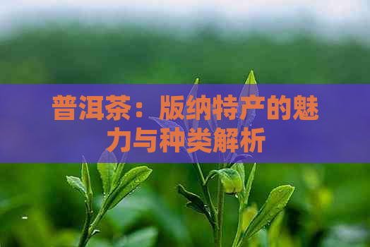 普洱茶：版纳特产的魅力与种类解析