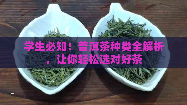 学生必知！普洱茶种类全解析，让你轻松选对好茶