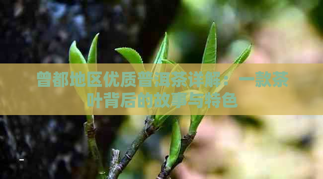 曾都地区优质普洱茶详解：一款茶叶背后的故事与特色