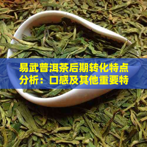 易武普洱茶后期转化特点分析：口感及其他重要特征