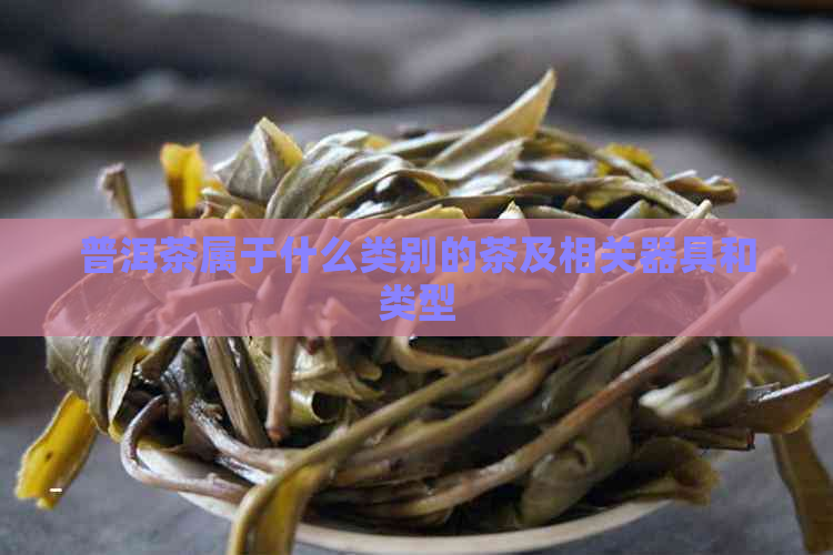 普洱茶属于什么类别的茶及相关器具和类型