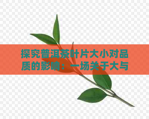 探究普洱茶叶片大小对品质的影响：一场关于大与小的较量