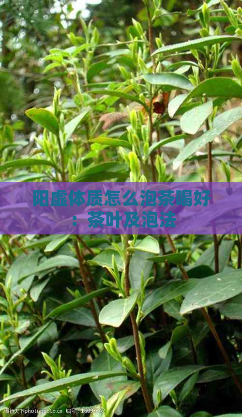 阳虚体质怎么泡茶喝好：茶叶及泡法