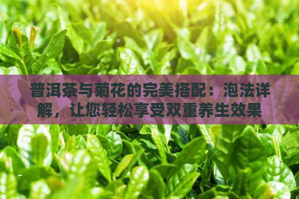 普洱茶与菊花的完美搭配：泡法详解，让您轻松享受双重养生效果