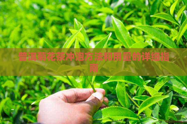 普洱菊花茶冲泡方法和用量的详细指南