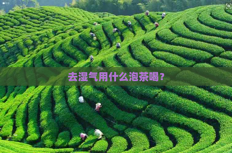 去湿气用什么泡茶喝？