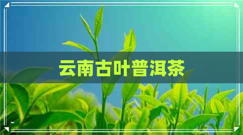 云南古叶普洱茶