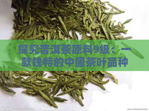 探究普洱茶原料9级：一款独特的中国茶叶品种解析