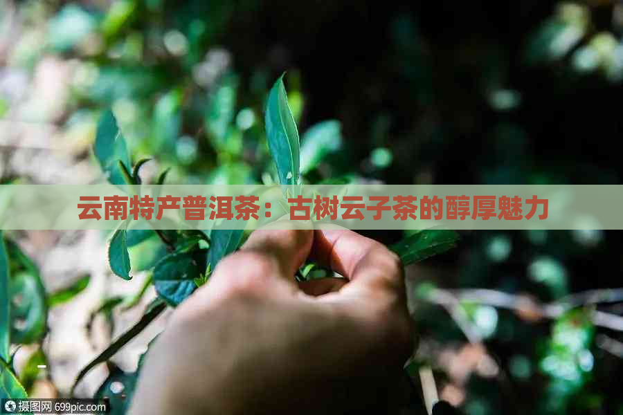 云南特产普洱茶：古树云子茶的醇厚魅力