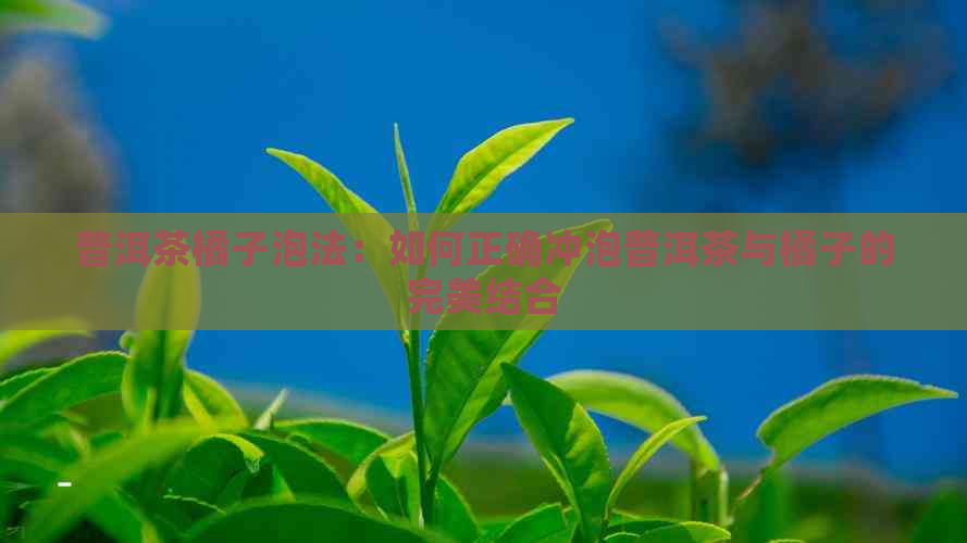 普洱茶橘子泡法：如何正确冲泡普洱茶与橘子的完美结合