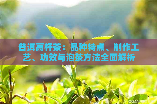 普洱高杆茶：品种特点、制作工艺、功效与泡茶方法全面解析