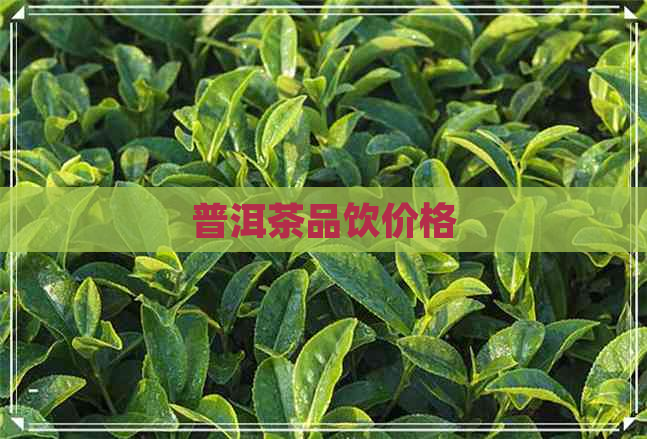 普洱茶品饮价格