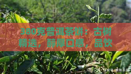 380克普洱茶饼：古树精选，醇厚口感，品饮享受与文化传承的完美结合