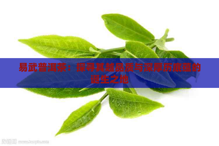 易武普洱茶：探寻其越品质与深厚历底蕴的诞生之地