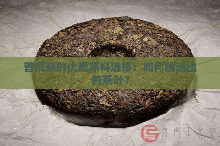 普洱茶的优质原料选择：如何挑选出的茶叶？