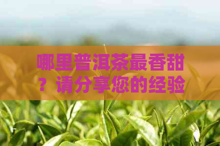 哪里普洱茶最香甜？请分享您的经验和建议。