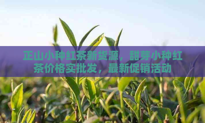 正山小种红茶新货源，甜芽小种红茶价格实批发，最新促销活动