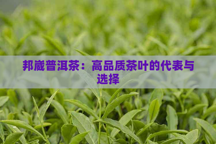 邦崴普洱茶：高品质茶叶的代表与选择