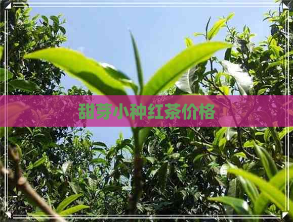 甜芽小种红茶价格