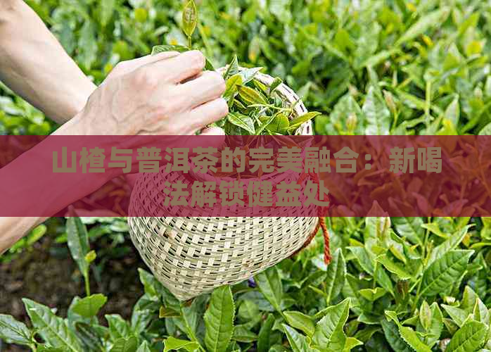 山楂与普洱茶的完美融合：新喝法解锁健益处