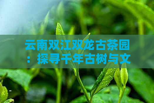 云南双江双龙古茶园：探寻千年古树与文化底蕴的茶艺之旅