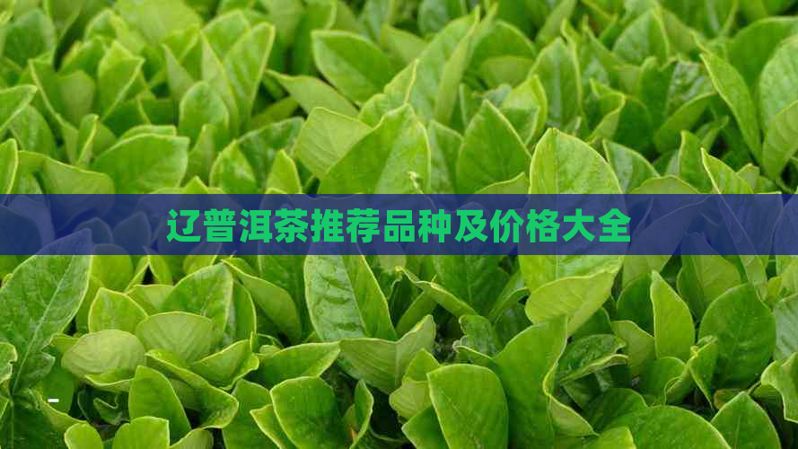 辽普洱茶推荐品种及价格大全