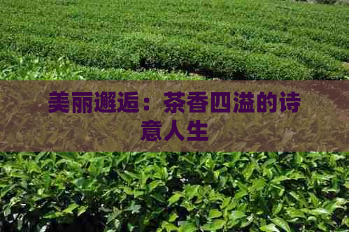 美丽邂逅：茶香四溢的诗意人生