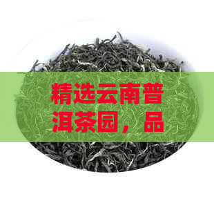 精选云南普洱茶园，品味纯正茶叶的醇厚滋味