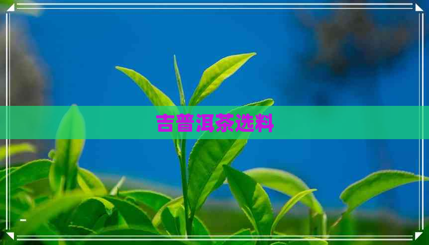 吉普洱茶选料