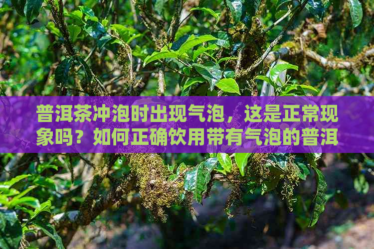 普洱茶冲泡时出现气泡，这是正常现象吗？如何正确饮用带有气泡的普洱茶？