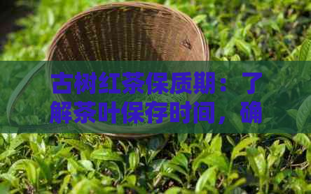 古树红茶保质期：了解茶叶保存时间，确保品质与安全