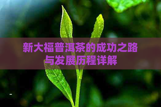 新大福普洱茶的成功之路与发展历程详解