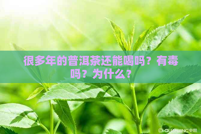 很多年的普洱茶还能喝吗？有吗？为什么？