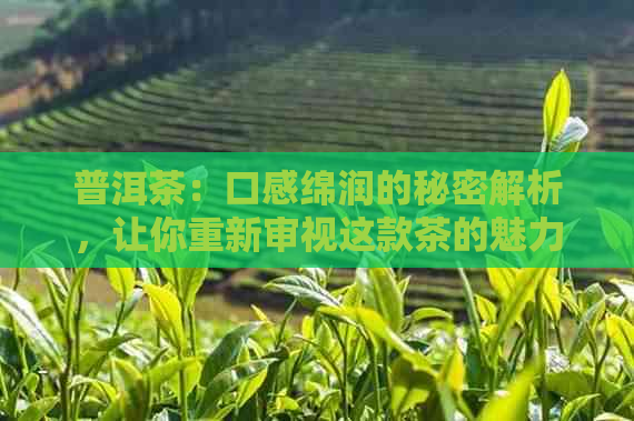 普洱茶：口感绵润的秘密解析，让你重新审视这款茶的魅力