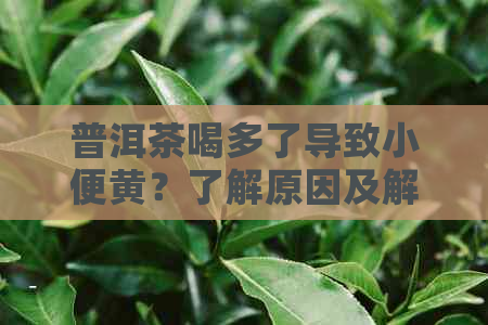 普洱茶喝多了导致小便黄？了解原因及解决方法，让你喝茶更放心