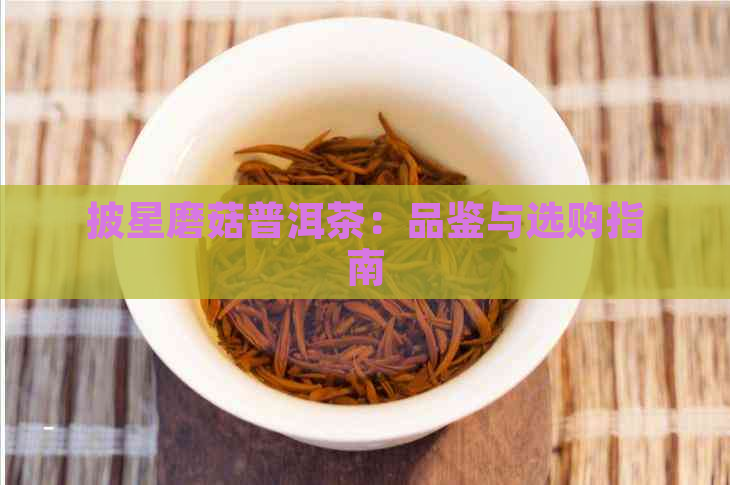 披星磨菇普洱茶：品鉴与选购指南