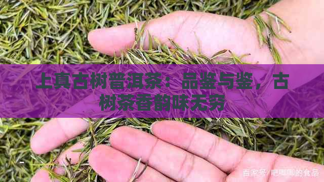 上真古树普洱茶：品鉴与鉴，古树茶香韵味无穷