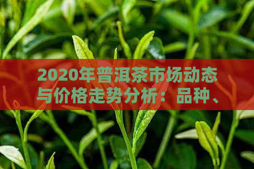 2020年普洱茶市场动态与价格走势分析：品种、产地、年份全方位解析