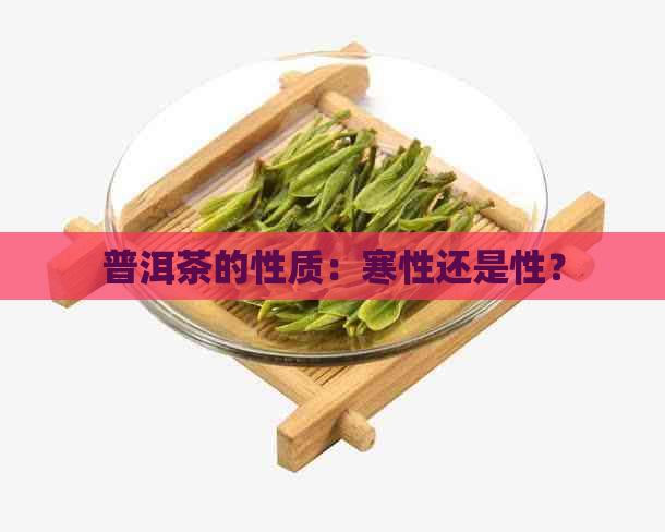 普洱茶的性质：寒性还是性？