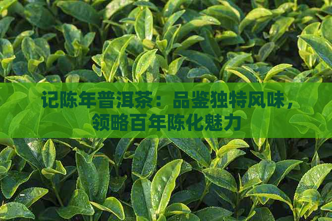 记陈年普洱茶：品鉴独特风味，领略百年陈化魅力