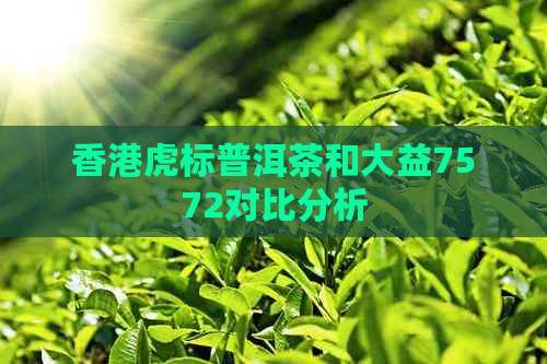 虎标普洱茶和大益7572对比分析