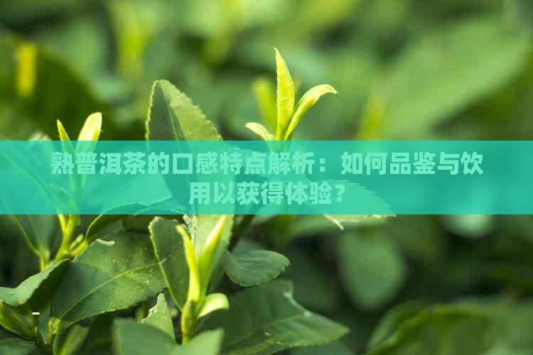 熟普洱茶的口感特点解析：如何品鉴与饮用以获得体验？