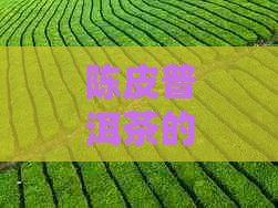 陈皮普洱茶的香醇口感及其独特风味探究