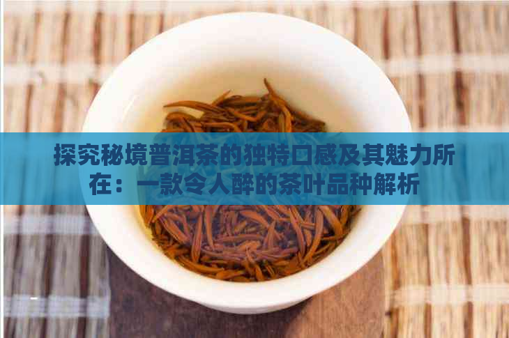 探究秘境普洱茶的独特口感及其魅力所在：一款令人醉的茶叶品种解析